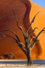 Namibia, Sossusvlei, Namib-Naukluft National Park. Dead tree shape and giant sand dune. Art Print